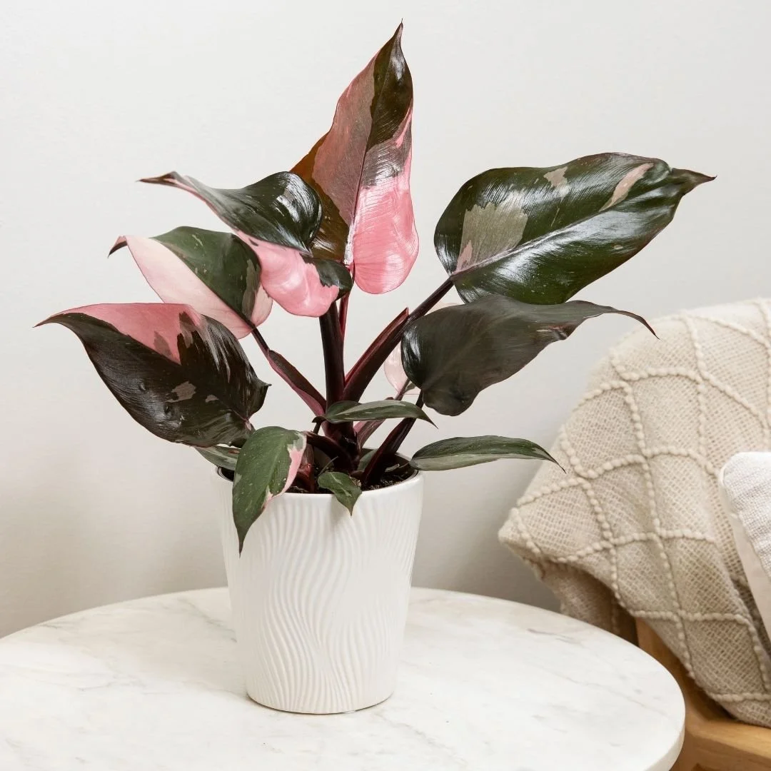philodendron pinkprincess mutation Philodendron pink mutation
